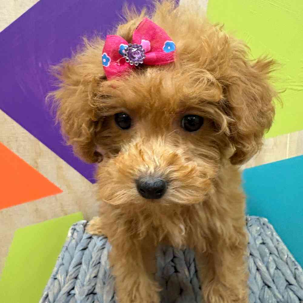 Female Bichonpoo puppy named Flora for sale at Petland Wichita West.