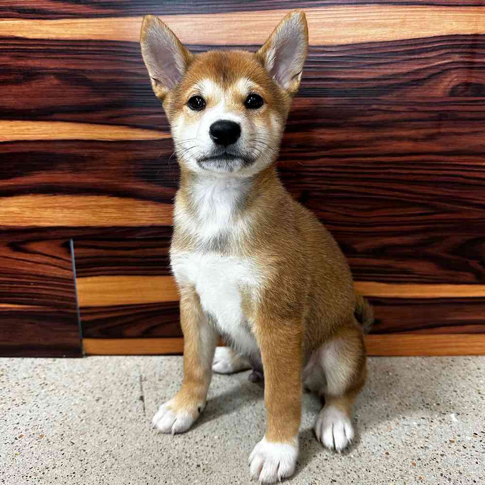 Male Shiba Inu puppy named Acron for sale at Petland Joplin.