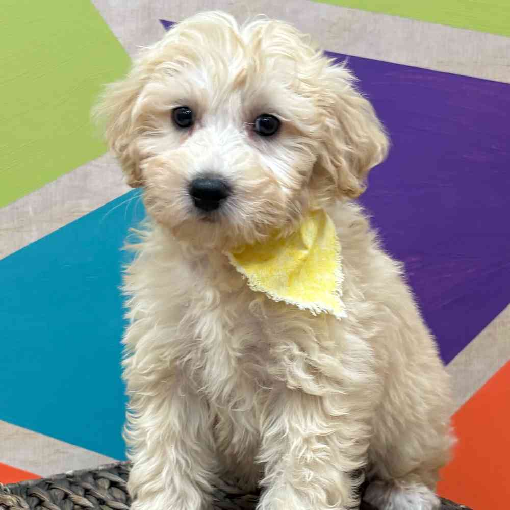 Male Bichonpoo puppy named Snowflake for sale at Petland Wichita West.