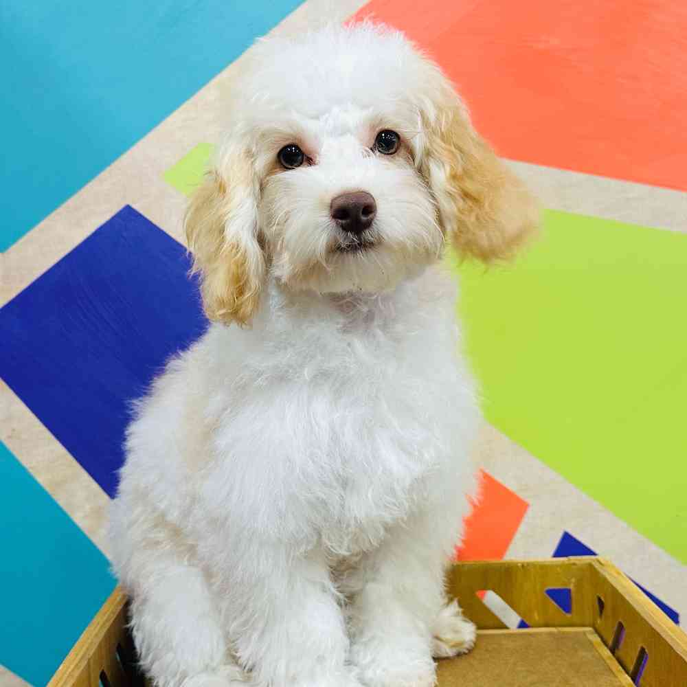 Male Cockapoo puppy named Roger for sale at Petland Joplin.