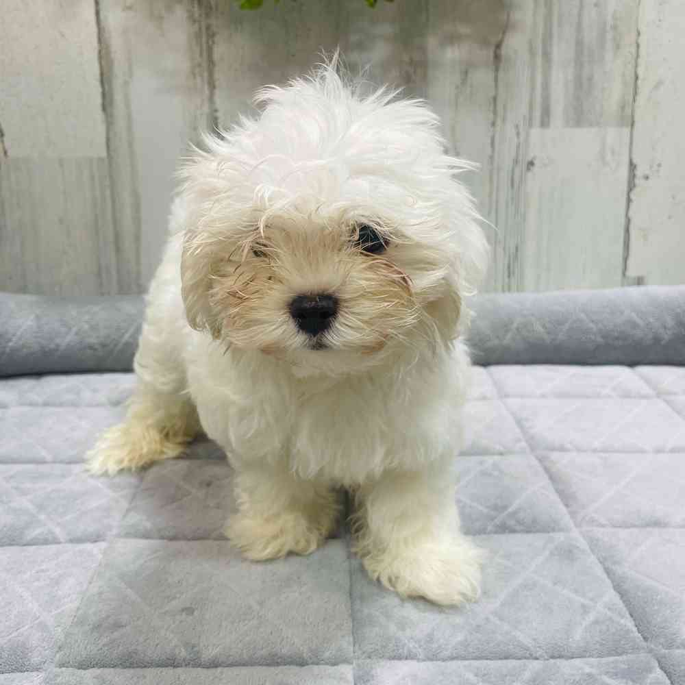 Female Maltese puppy named Alpine for sale at Petland Wichita West.