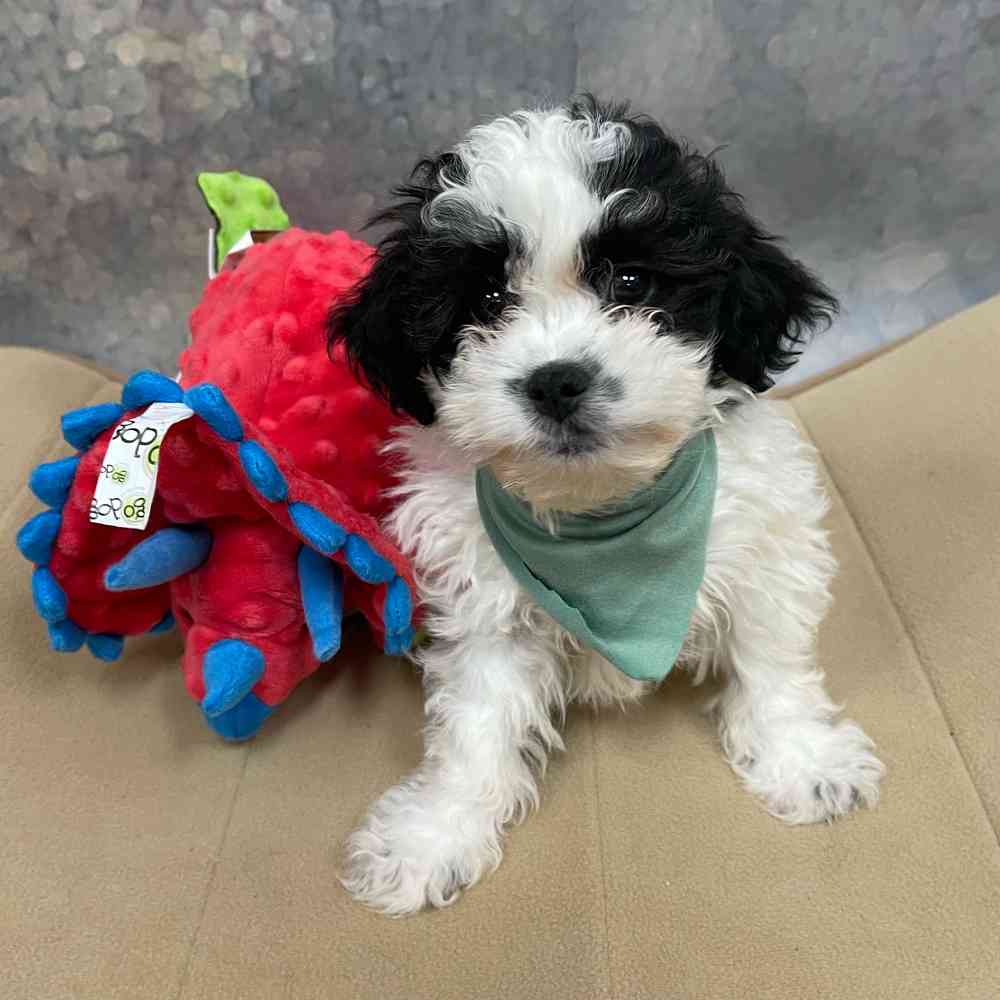 Male Teddy Bear puppy named Philip for sale at Petland Wichita West.