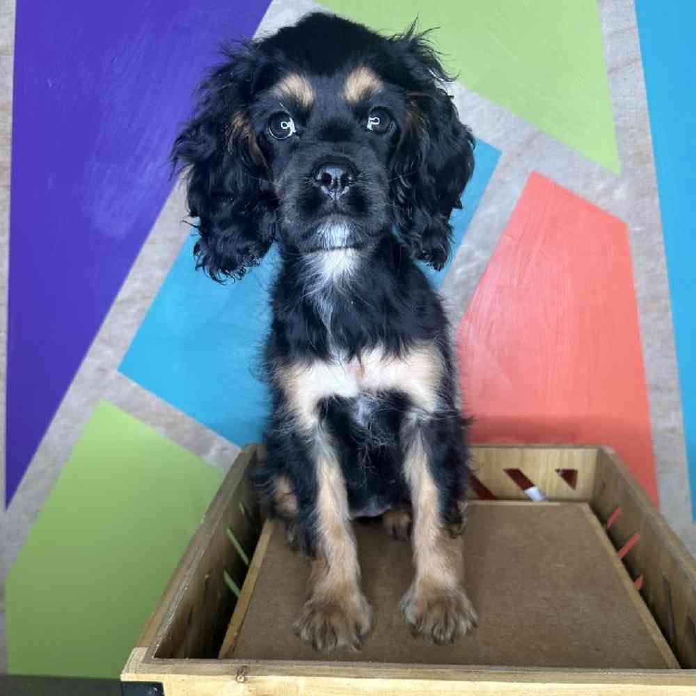Female Cockalier puppy named Frank for sale at Petland Fayetteville.
