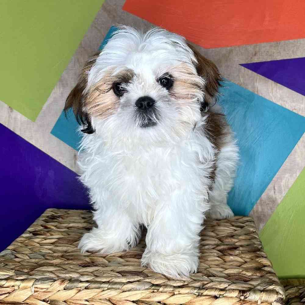 Male Shih Tzu puppy named Stanley for sale at Petland Rogers.