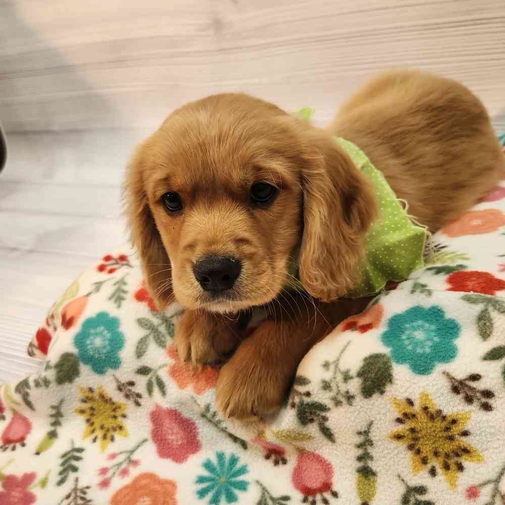 Male Mini Golden Retriever puppy named Fred for sale at Petland Wichita West.