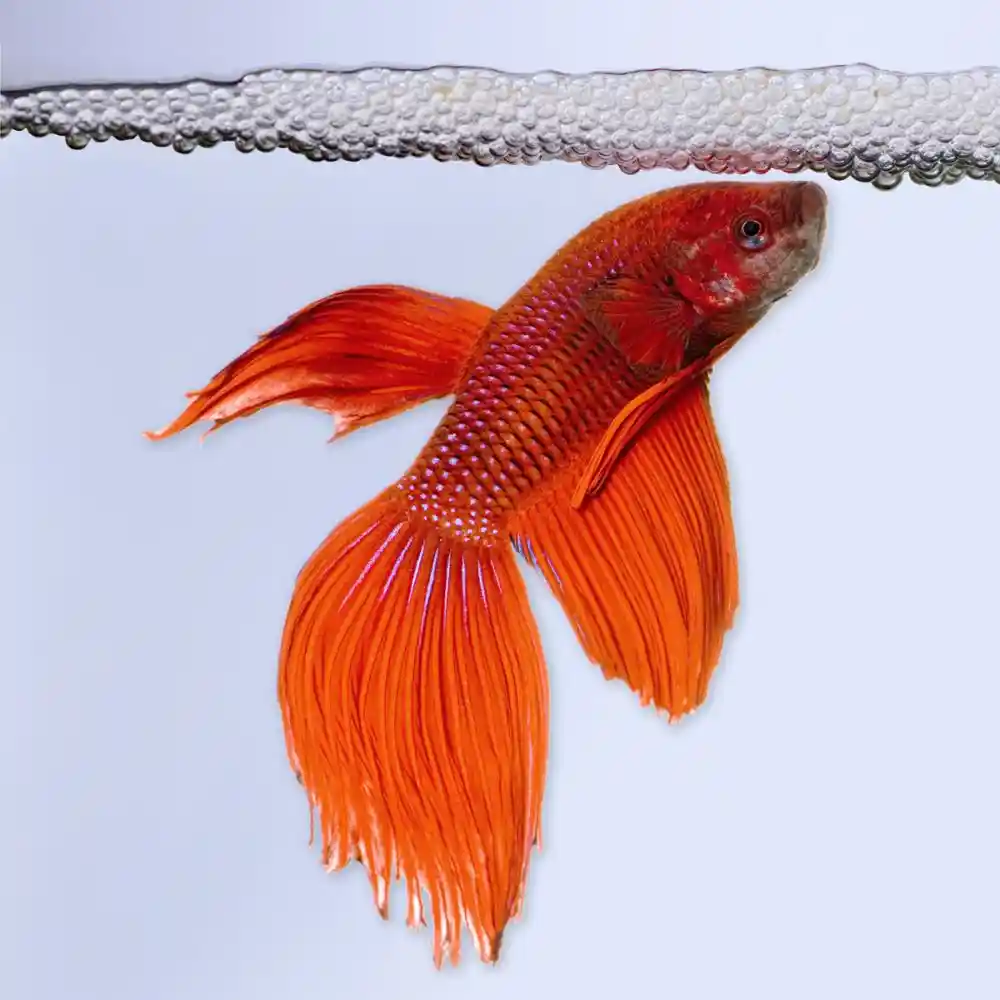 Betta Bowl Desktop Aquarium Kit 1/2 Gallon