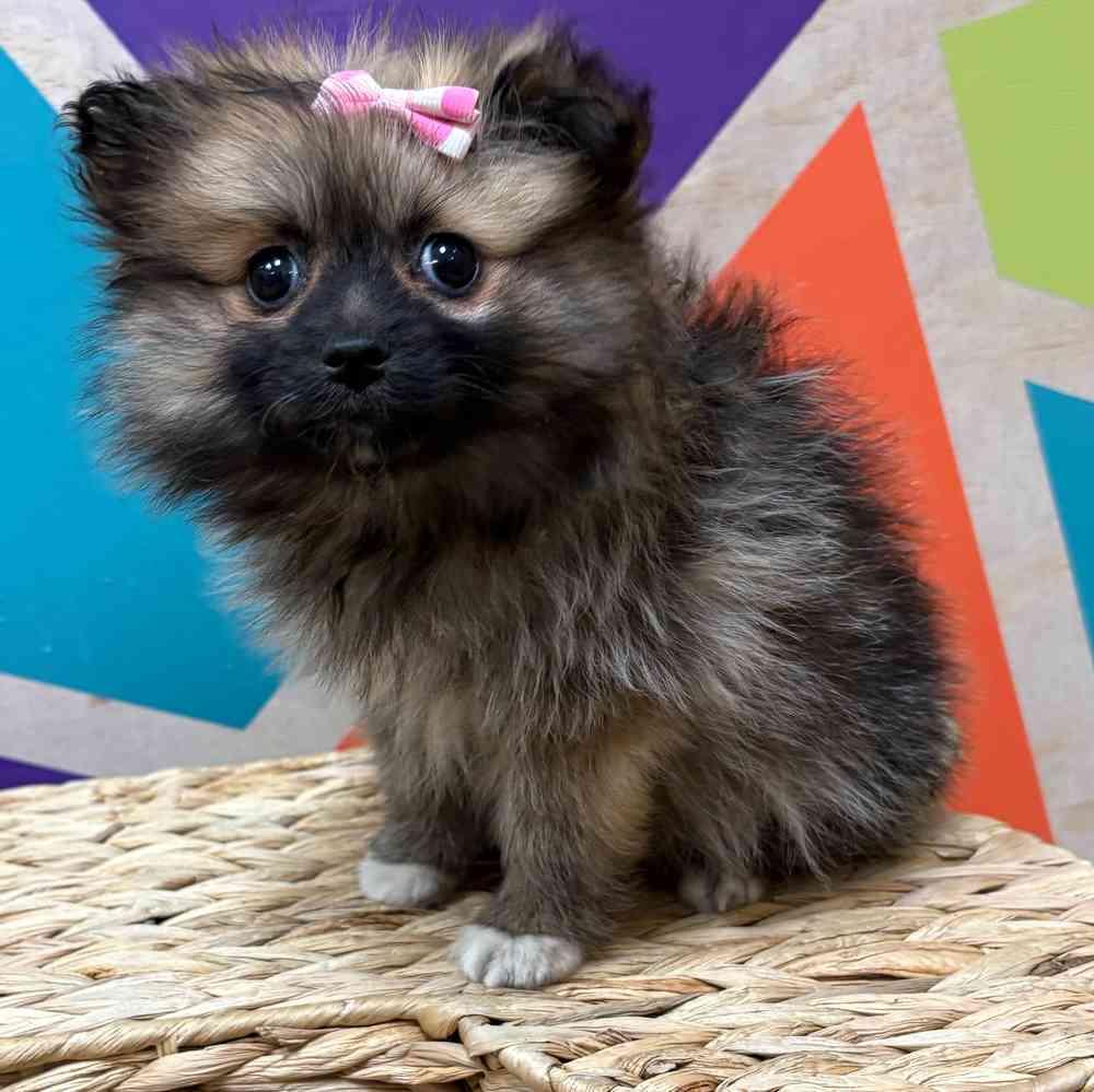 Female Pomeranian puppy named Winter for sale at Petland Wichita West.
