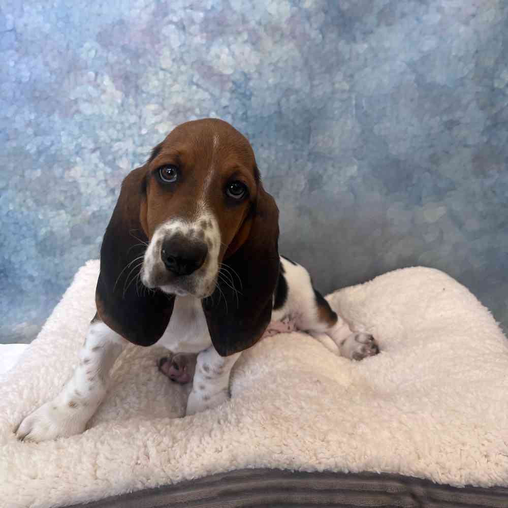 Male Basset Hound puppy named Dusty for sale at Petland Joplin.