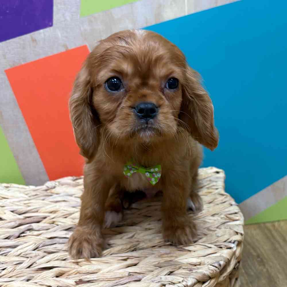 Male Cavalier King Charles Spaniel puppy named Reuben for sale at Petland Wichita West.