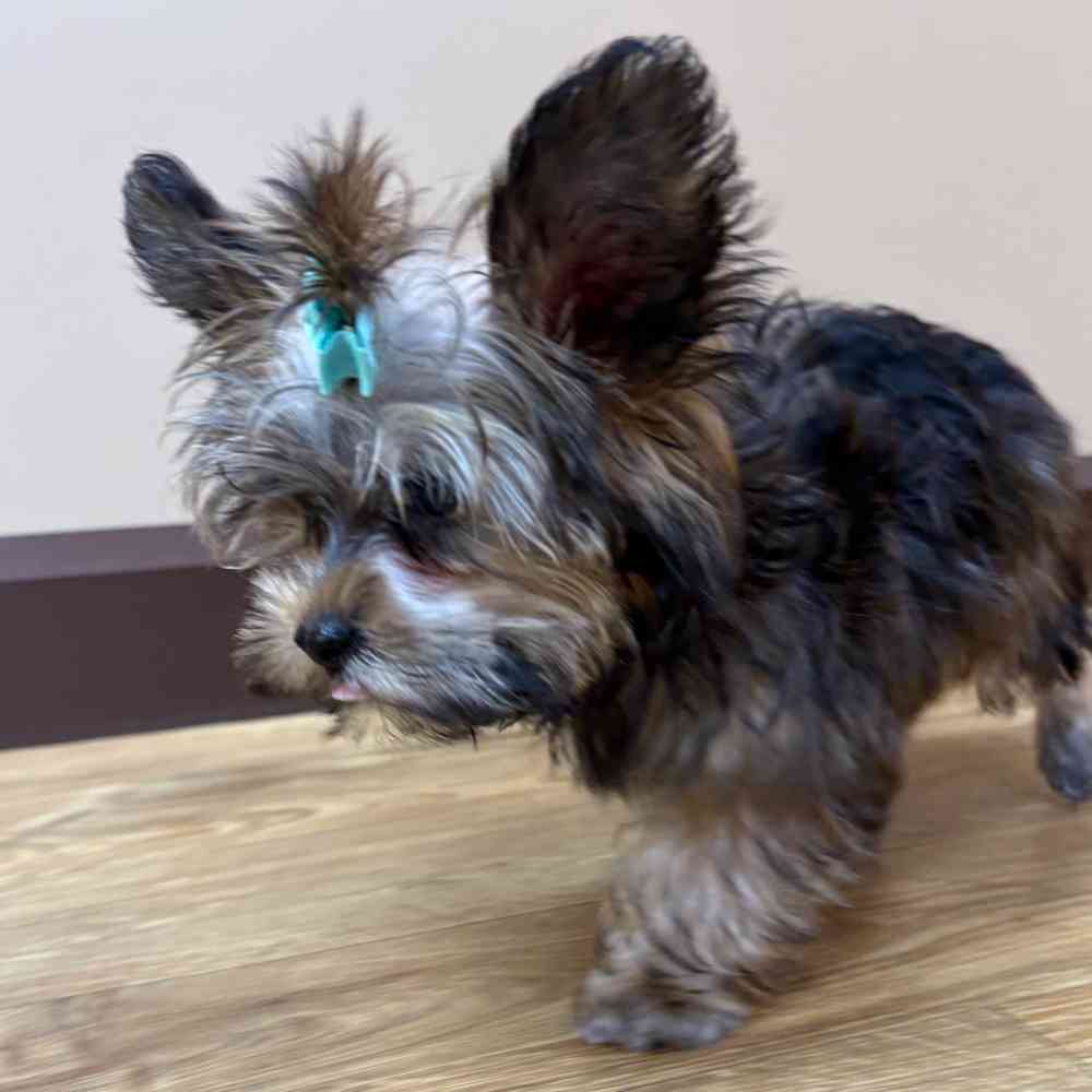 Male Yorkie puppy named Freddie for sale at Petland Wichita West.