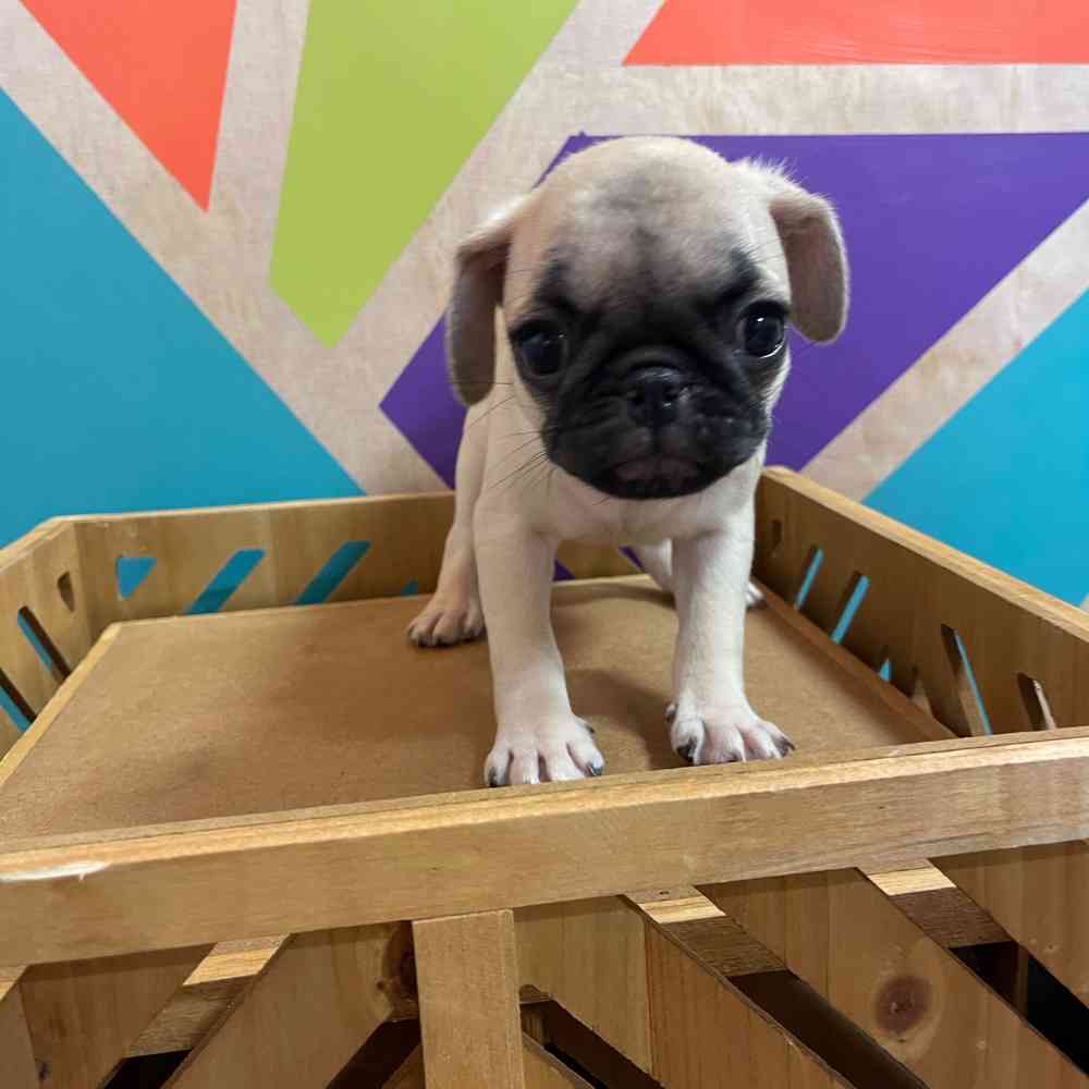 Male Pug puppy named Vincent for sale at Petland Fayetteville.