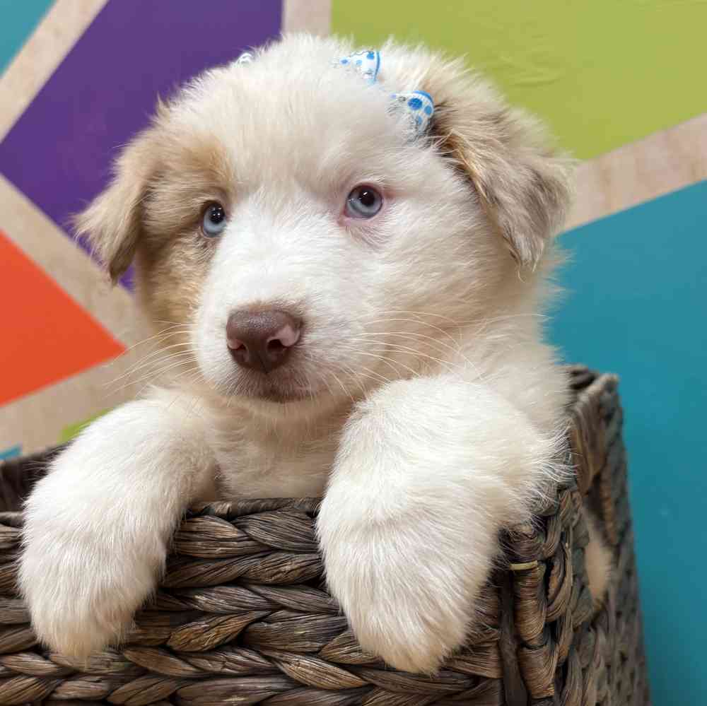 Female Mini Aussie puppy named Shiya for sale at Petland Wichita West.