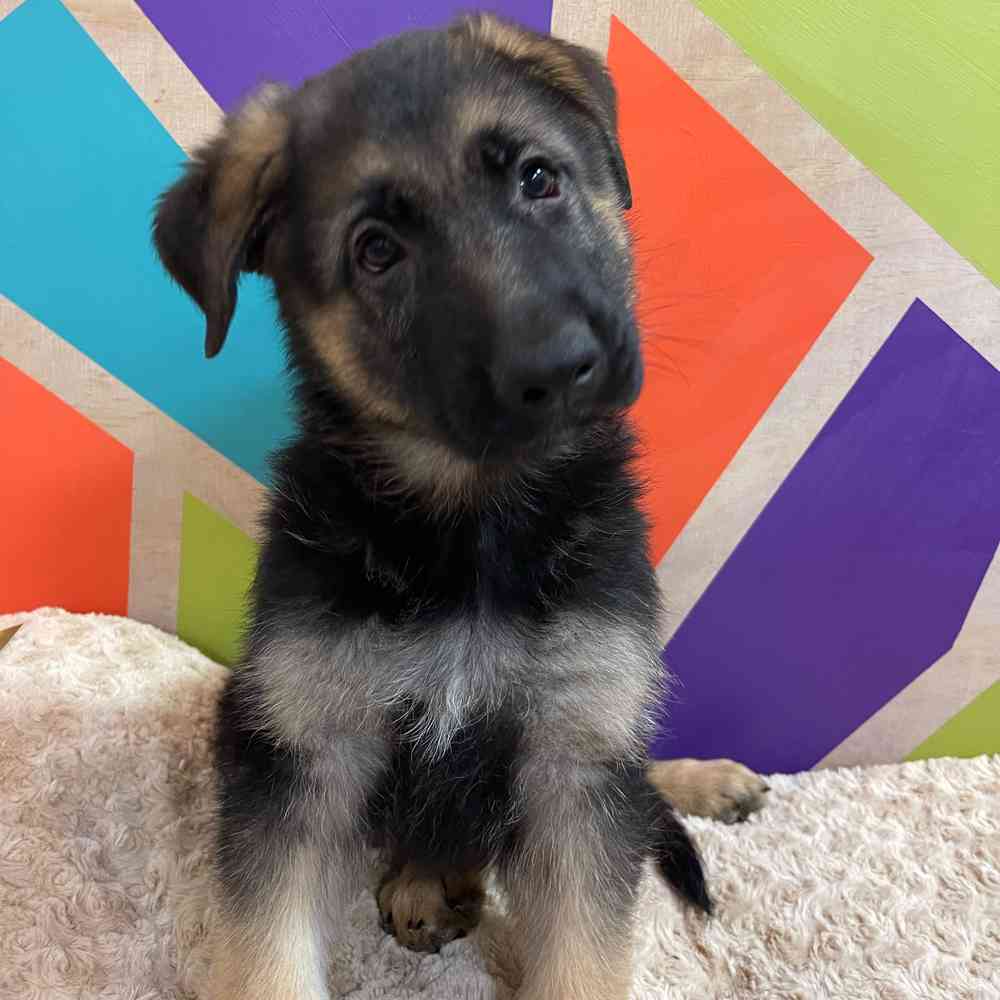 Male German Shepherd puppy named Joe for sale at Petland Joplin.
