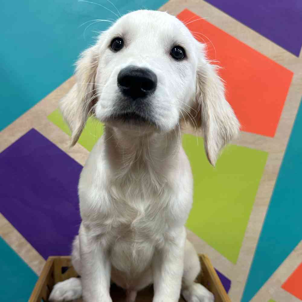 Male Golden Retriever puppy named George for sale at Petland Joplin.