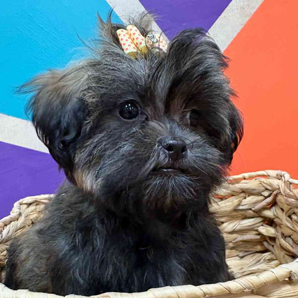 Female Malshi puppy named Bridgette for sale at Petland Wichita West.