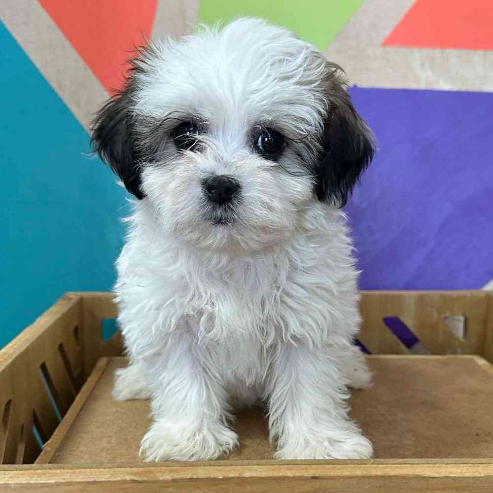 Female Teddy Bear puppy named Zoey for sale at Petland Fayetteville.