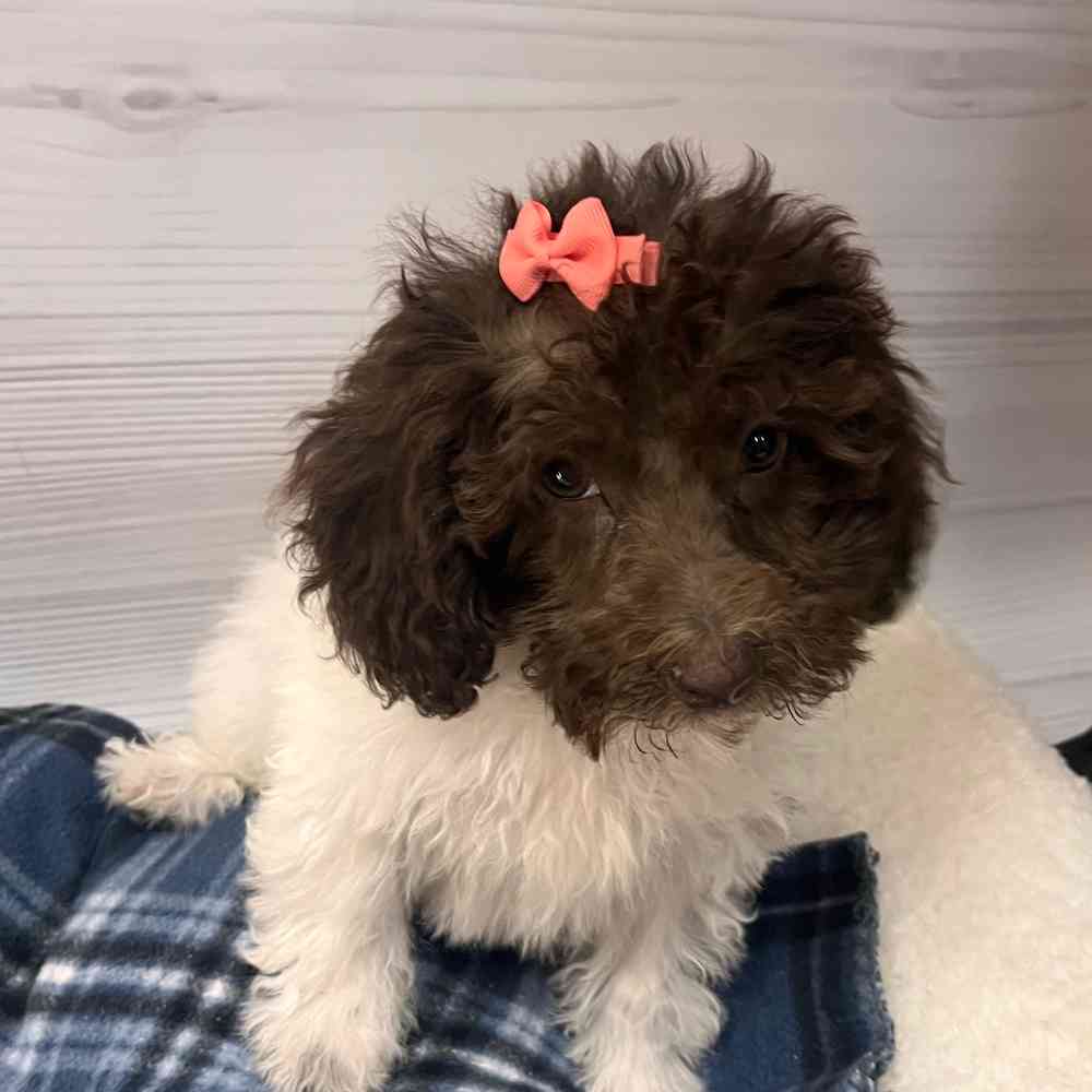 Female Mini Labradoodle puppy named Betty Anne for sale at Petland Wichita West.