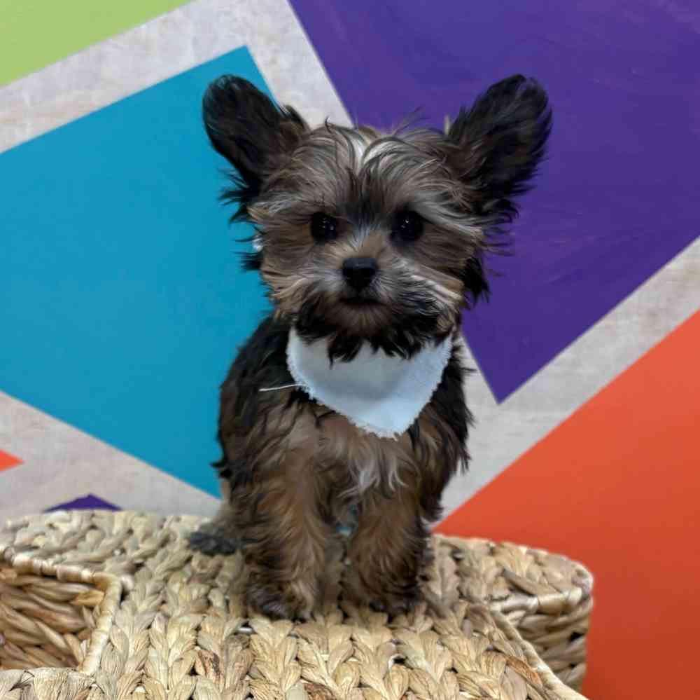 Male Yorkie puppy named Freddie for sale at Petland Wichita West.