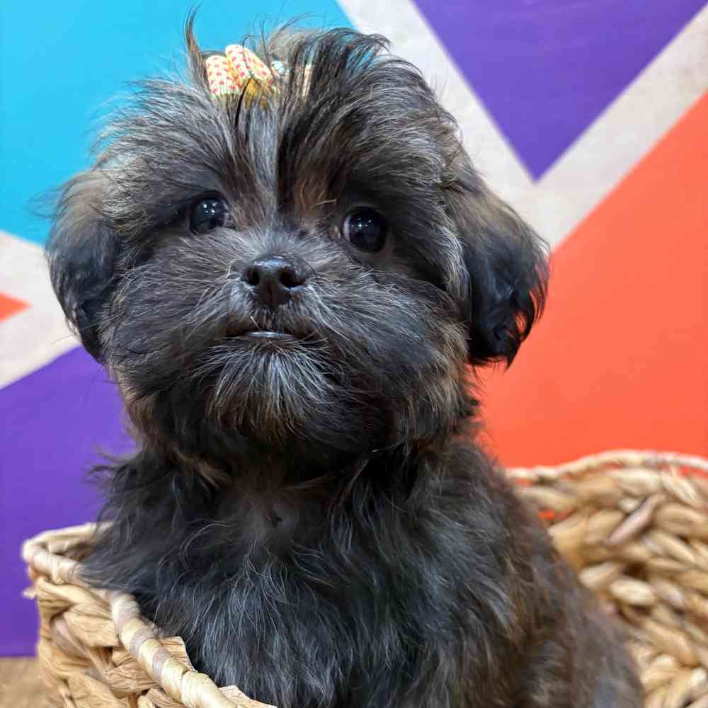 Female Malshi puppy named Bridgette for sale at Petland Wichita West.