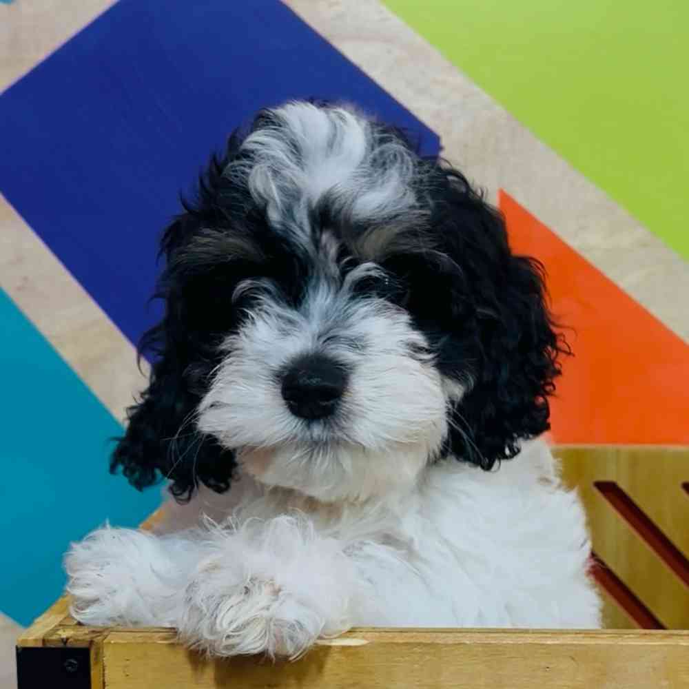 Female Cockapoo puppy named Kori for sale at Petland Joplin.