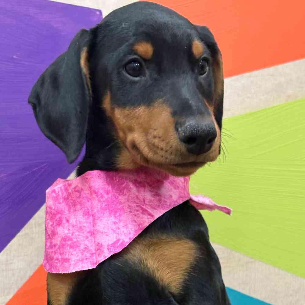 Female Doberman Pinscher puppy named Pearl for sale at Petland Wichita West.