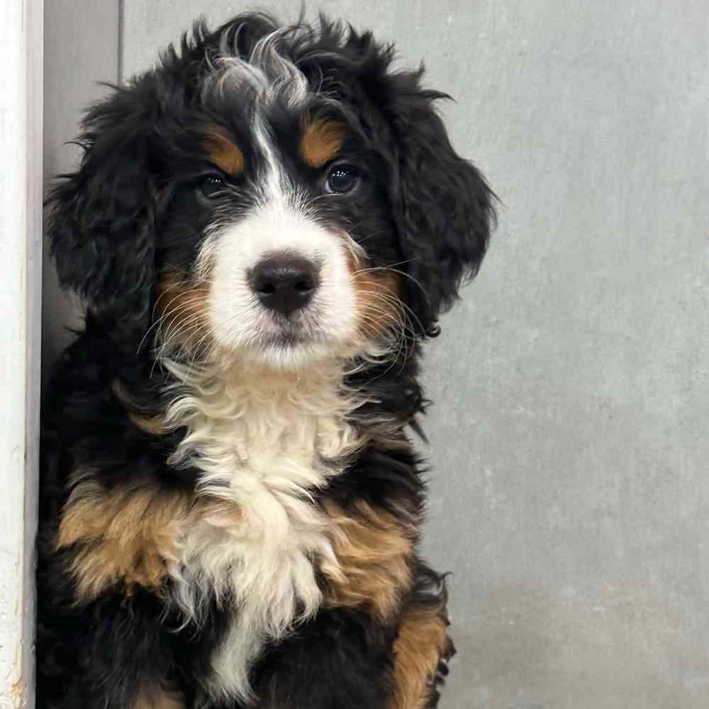 Female Mini Bernedoodle puppy named Betty for sale at Petland Joplin.