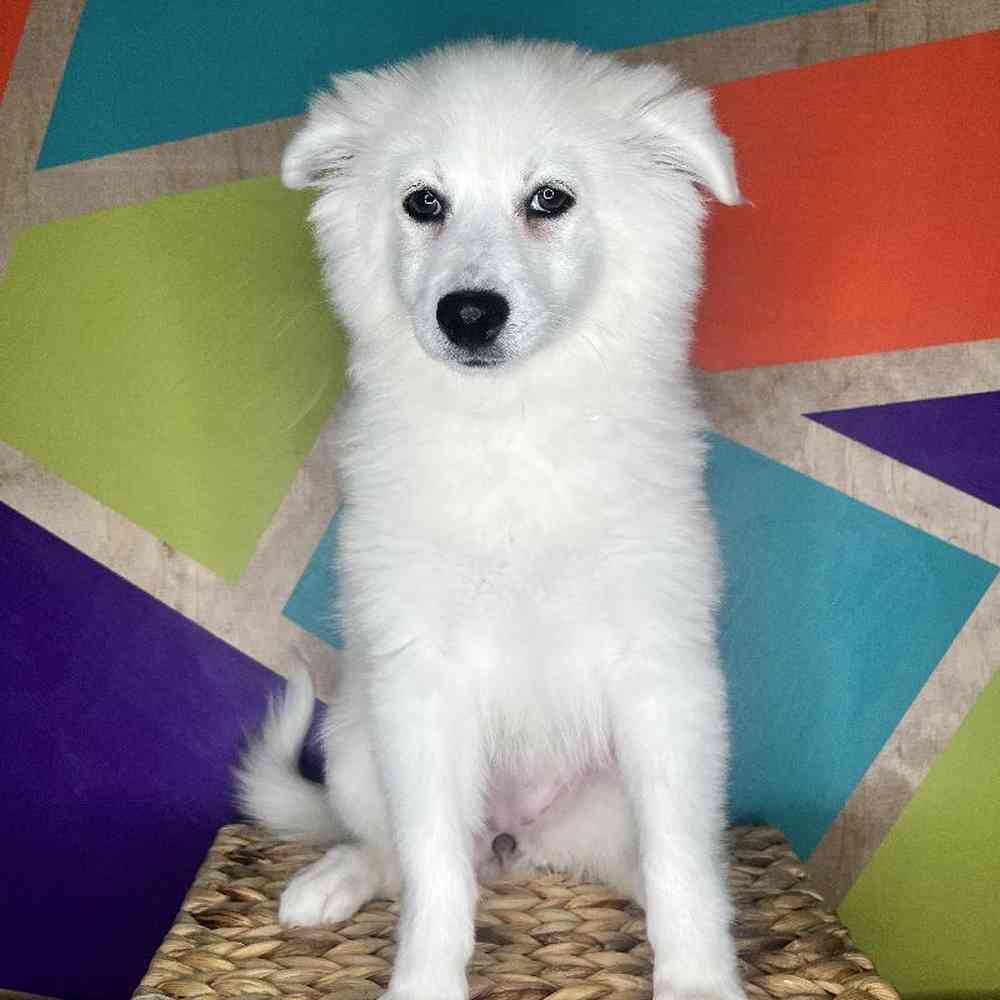 Female American Eskimo puppy named Snowball for sale at Petland Rogers.