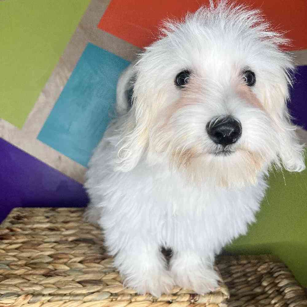 Male Coton De Tulear puppy named Marshmallow for sale at Petland Rogers.