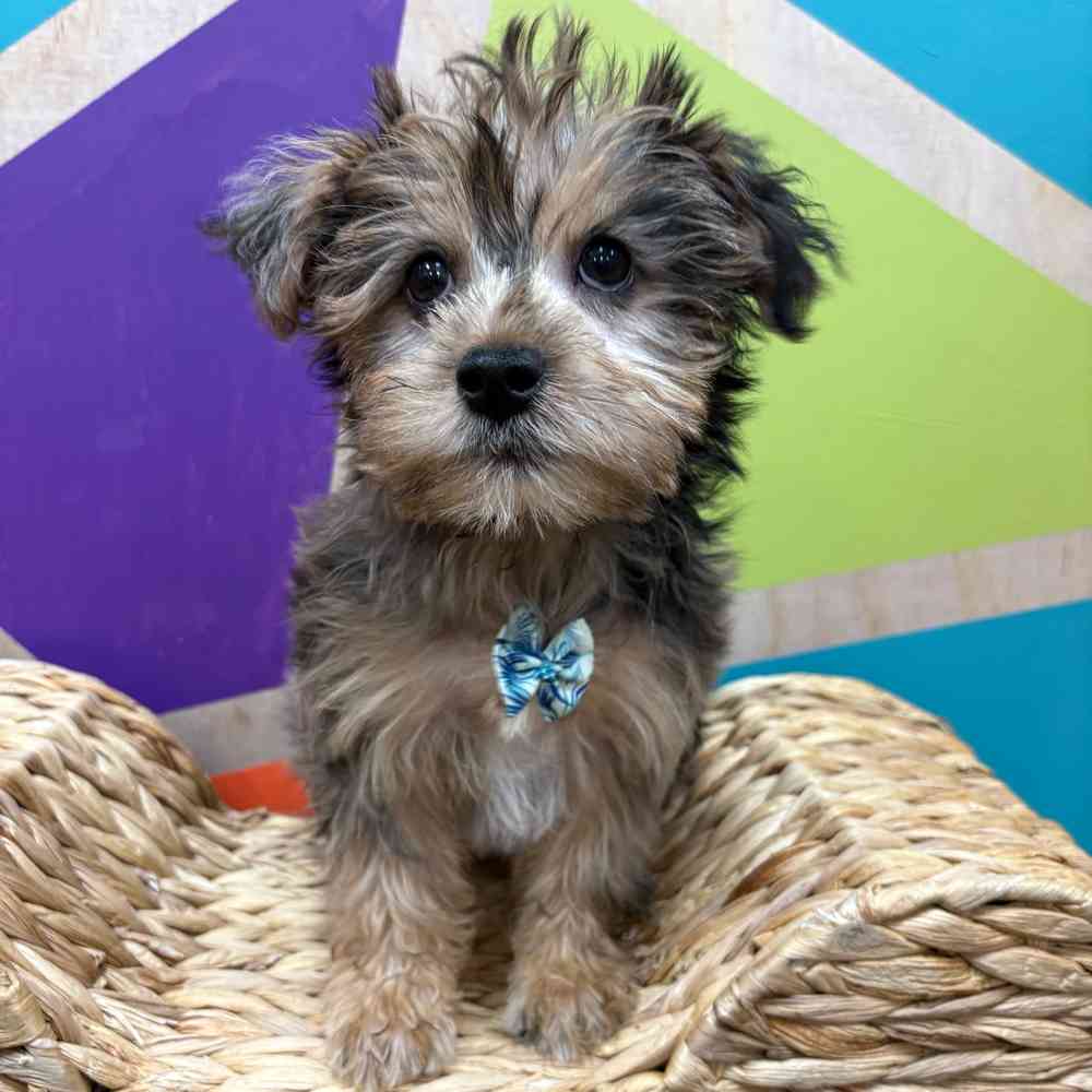 Male Yorkie puppy named Albert for sale at Petland Fayetteville.