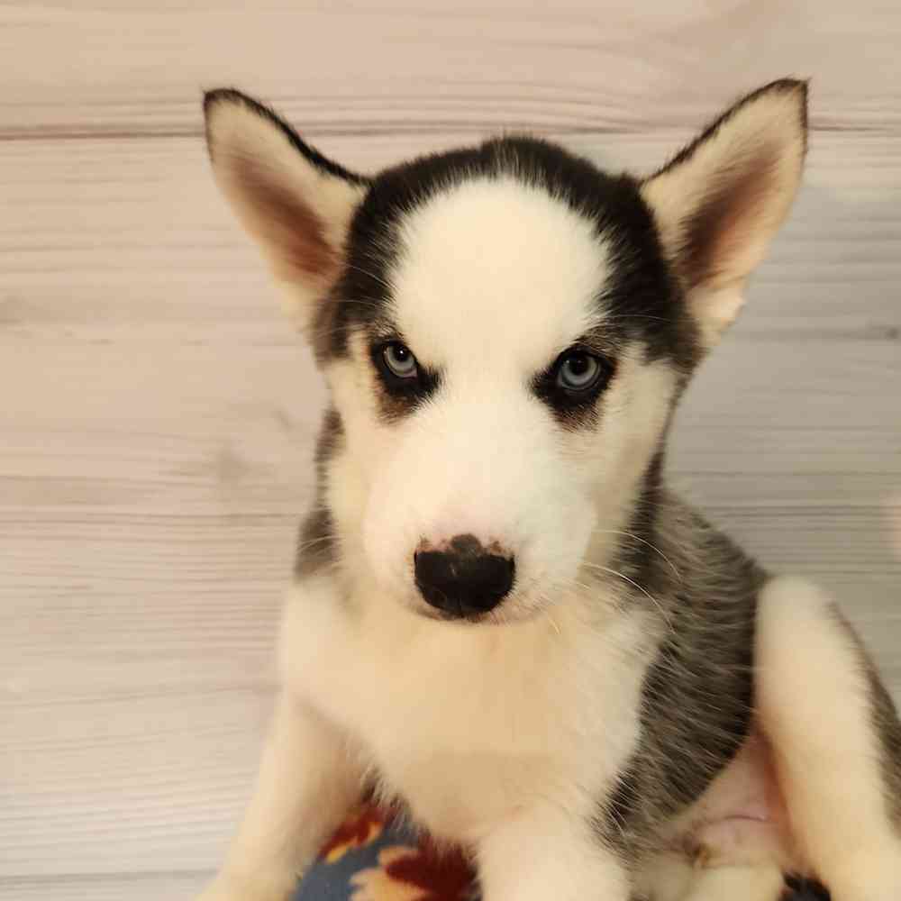 Male Siberian Husky puppy named Pickles for sale at Petland Wichita West.
