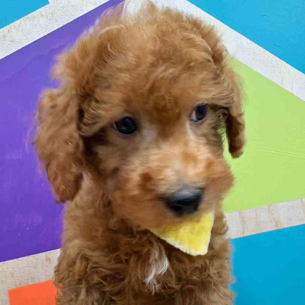 Male Mini Poodle puppy named Zander for sale at Petland Wichita West.
