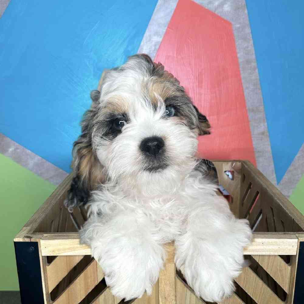 Female Cockapoo puppy named Helen for sale at Petland Rogers.