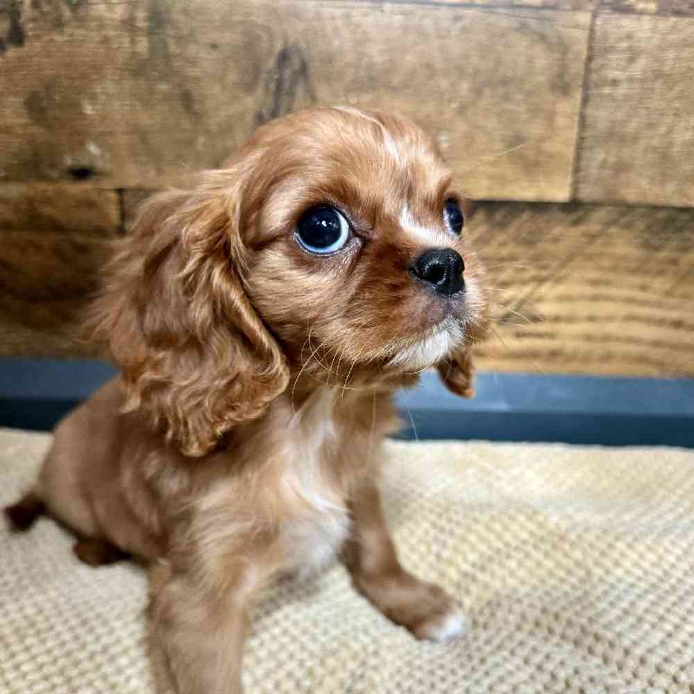 Male Cavalier King Charles Spaniel puppy for sale at Petland Rogers.