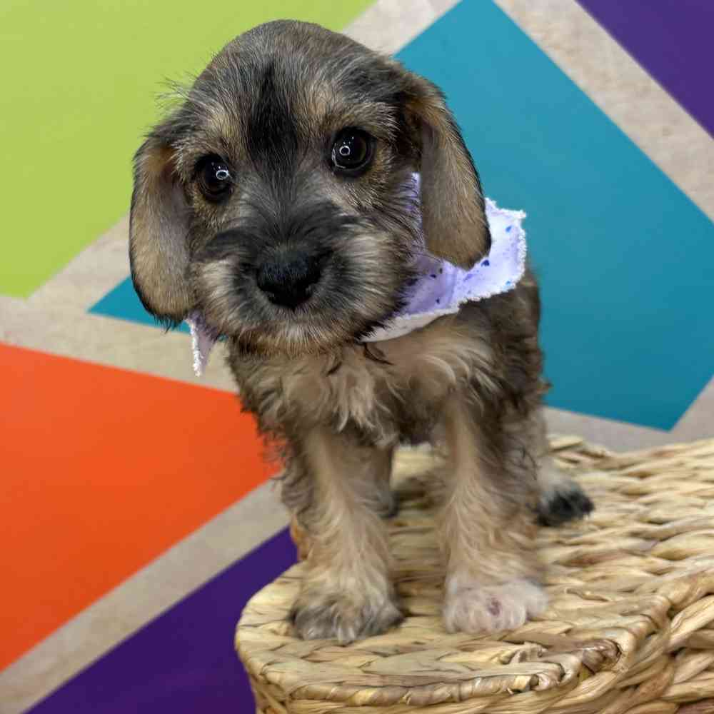 Female Mini Schnauzer puppy named Lucy for sale at Petland Rogers.