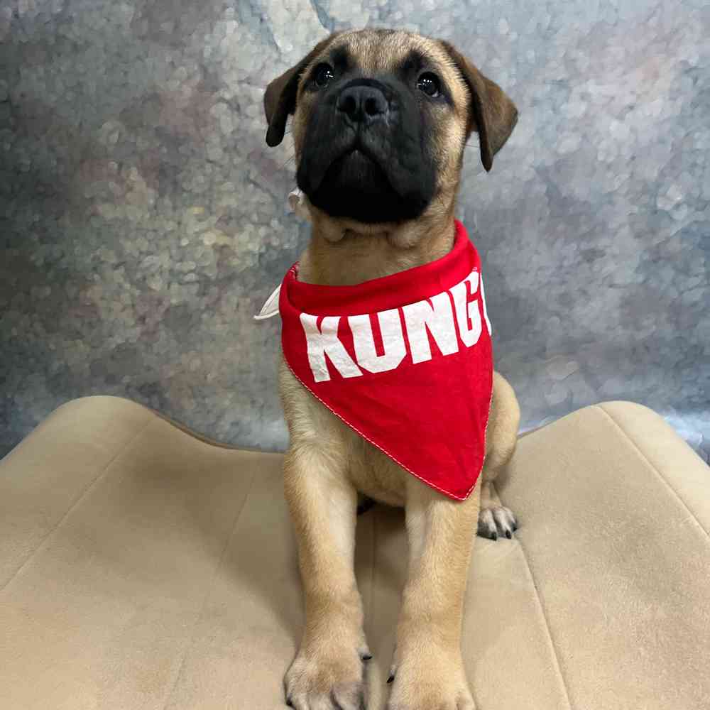 Male Bullmastiff puppy named Adrian for sale at Petland Wichita West.