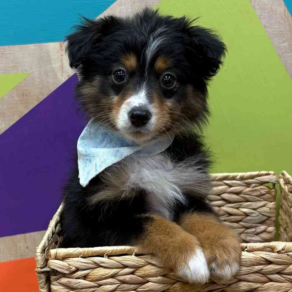 Male Mini Aussie puppy named Jack for sale at Petland Wichita West.