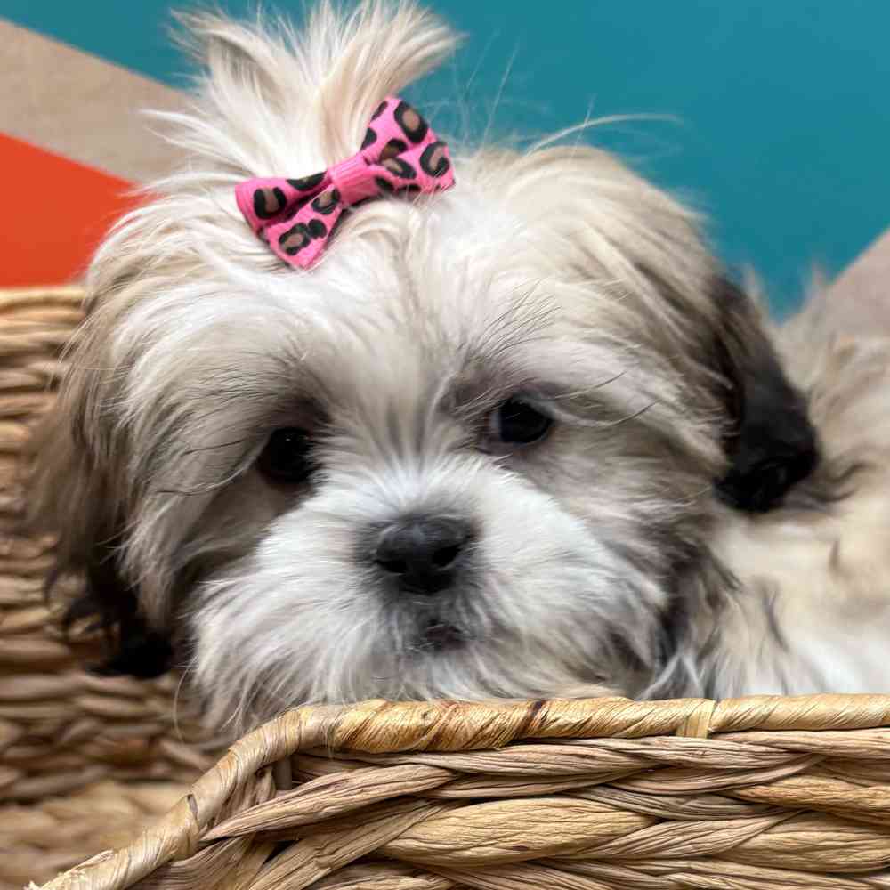 Female Shih Tzu puppy named Ginger for sale at Petland Wichita West.