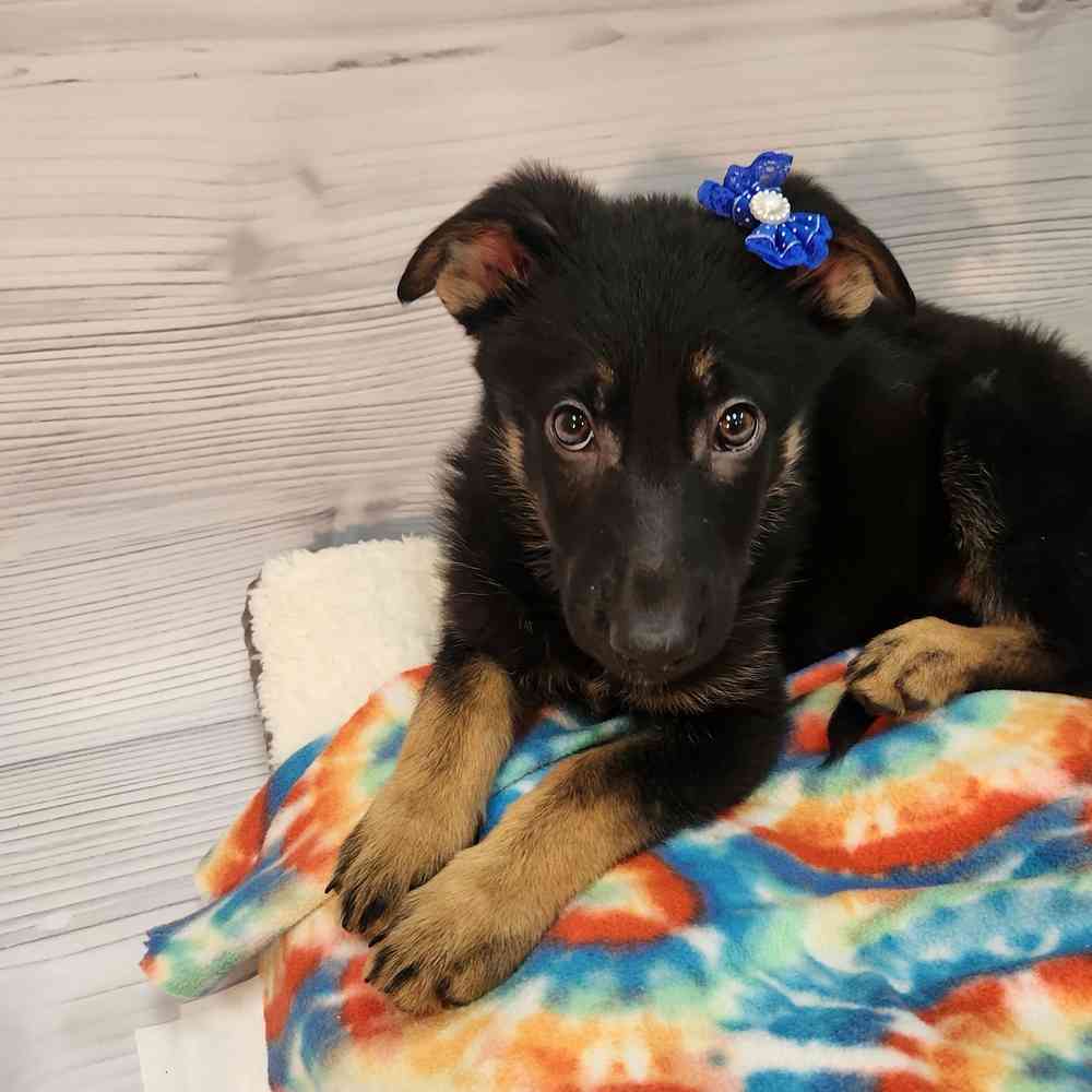 Female German Shepherd puppy named Genevive for sale at Petland Wichita West.