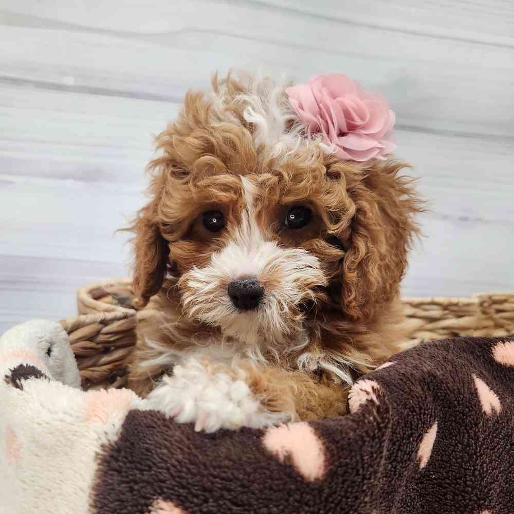 Male Cavapoo puppy named Patrick for sale at Petland Wichita West.