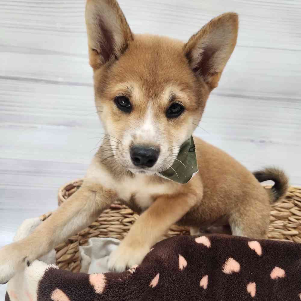 Male Shiba Inu puppy named Hachi for sale at Petland Wichita West.
