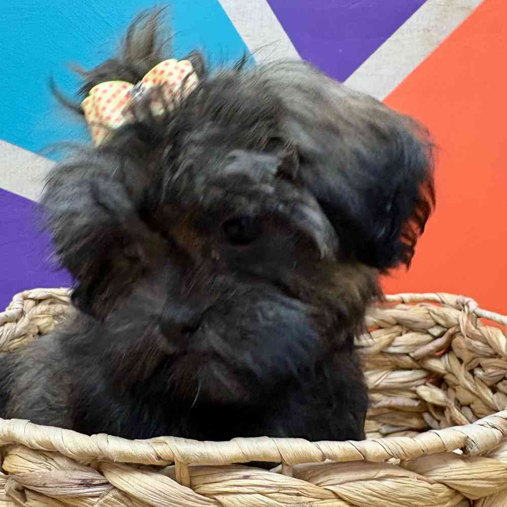 Female Malshi puppy named Bridgette for sale at Petland Wichita West.