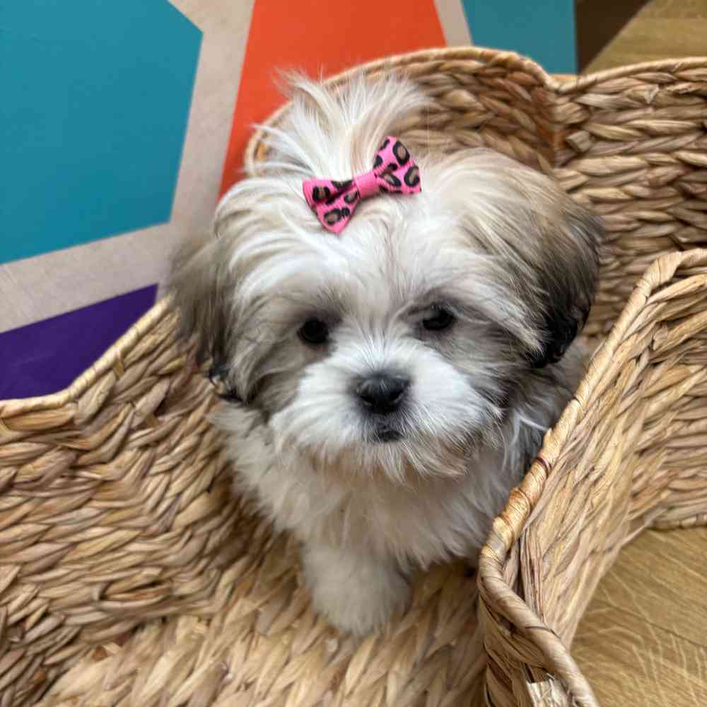 Female Shih Tzu puppy named Ginger for sale at Petland Wichita West.