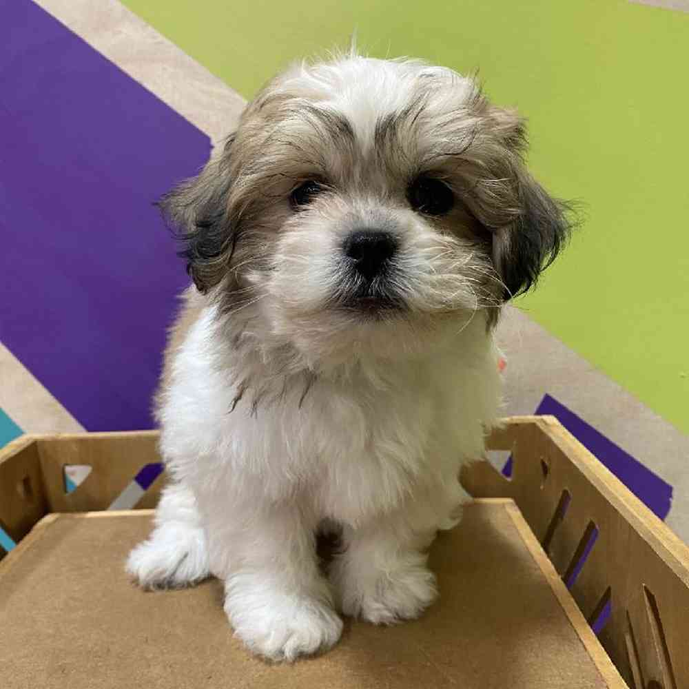 Female Teddy Bear puppy named Tyla for sale at Petland Joplin.