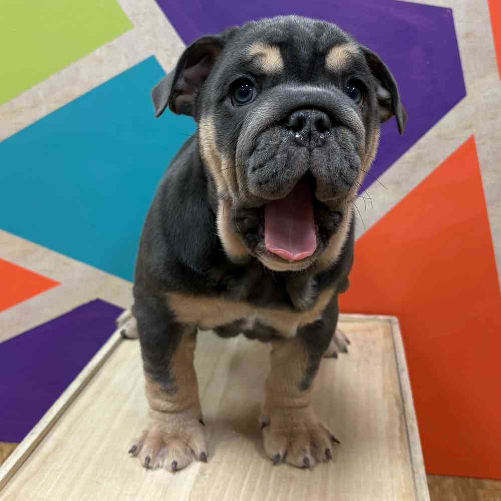 Female English Bulldog puppy named Indigo for sale at Petland Wichita West.