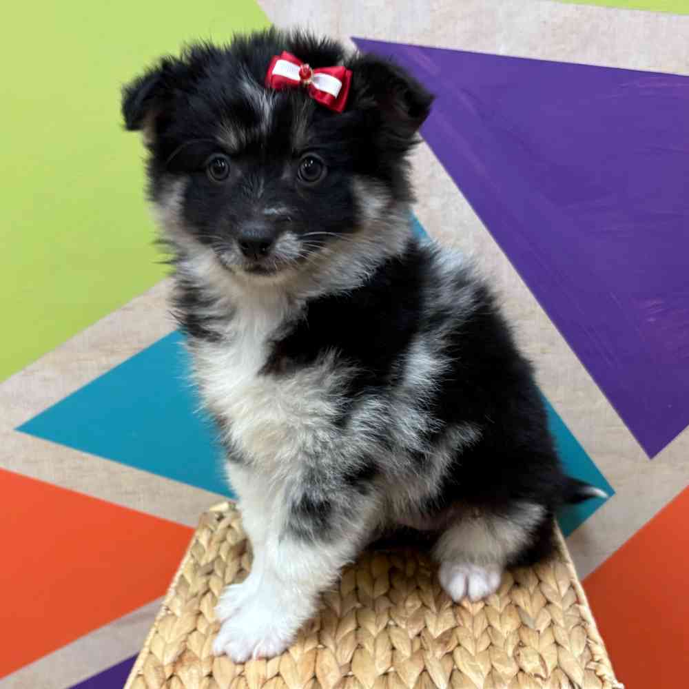 Female Pomsky puppy named Hilda for sale at Petland Wichita West.
