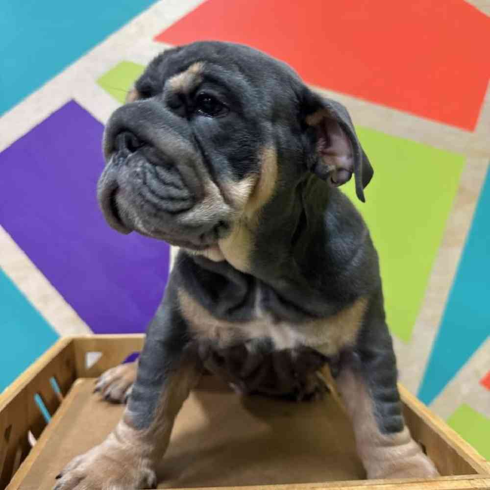 Male English Bulldog puppy named Bruce for sale at Petland Rogers.