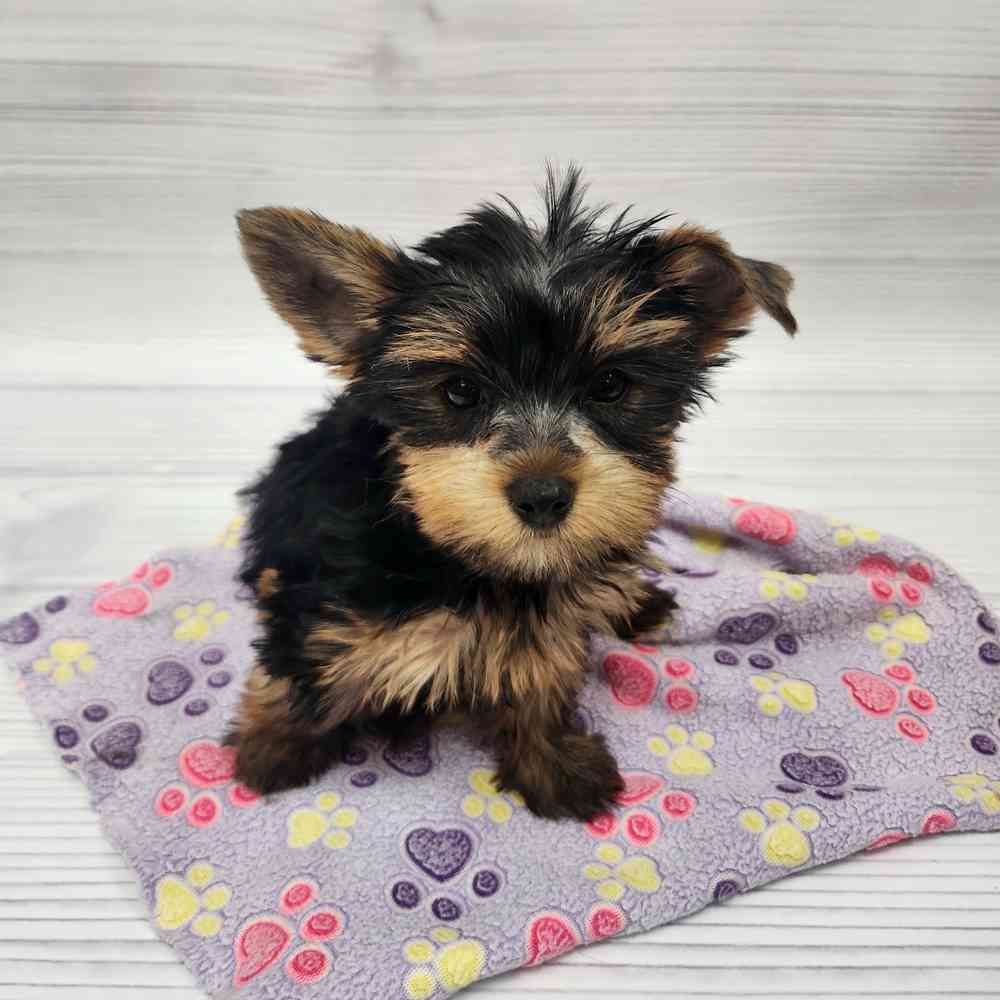 Female Yorkie puppy named Misha for sale at Petland Wichita West.