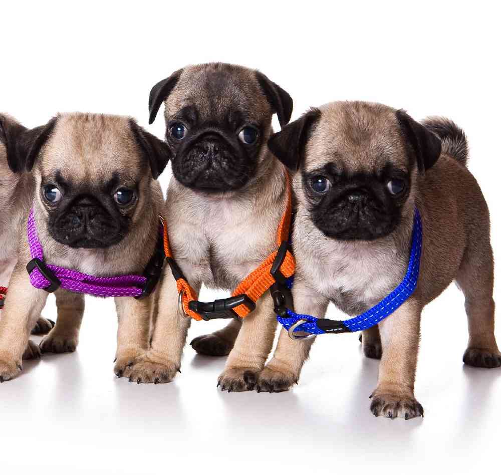 Pug Puppies for Sale image