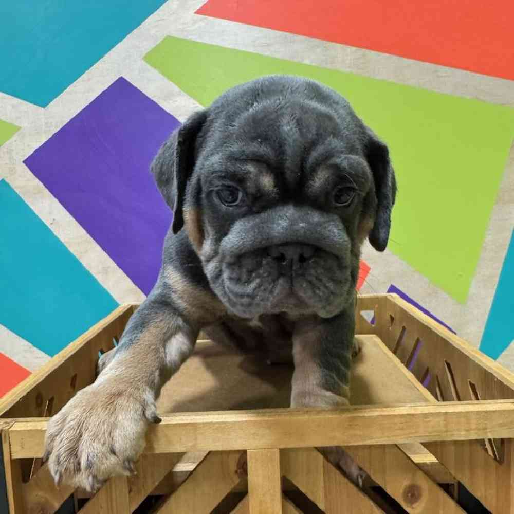 Male English Bulldog puppy named Cupid for sale at Petland Joplin.