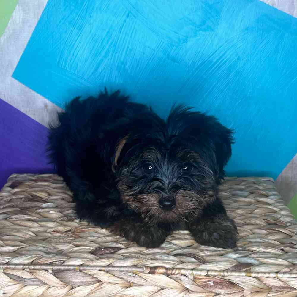 Male Yorkie puppy named Reeces for sale at Petland Rogers.